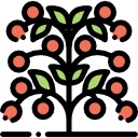 tomato