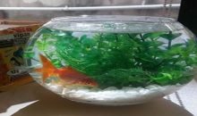 pleksi-fanus-1-220x130