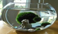 pleksi-fanus-2-220x130