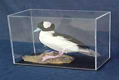 sergi-pleksi-1-799x539